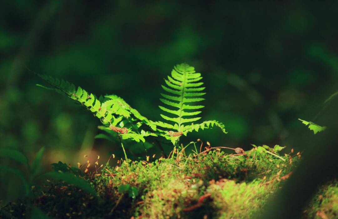 massette_deconstruction_demolition_recyclage_reeploi_44